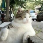Рисунок профиля (Игорь Владимирович Маменко НПО Союзнихром)
