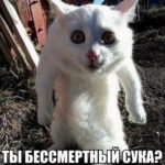 Рисунок профиля (kefal kefalin kefalina)