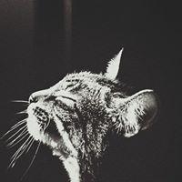 Рисунок профиля (Макар Макаров)