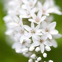 Рисунок профиля (Анастасия Воронцова)