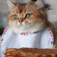 Рисунок профиля (Вит Кот)