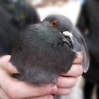 Рисунок профиля (Данька Акула)