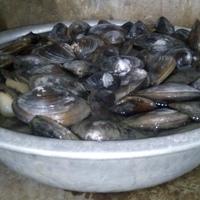 Рисунок профиля (Quang Tong-Van)
